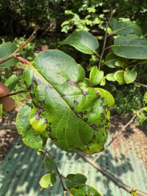 2025-06-23 Persimmon leaves 2.jpg