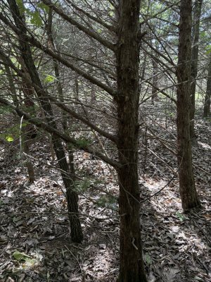 IMG_6915.jpeg