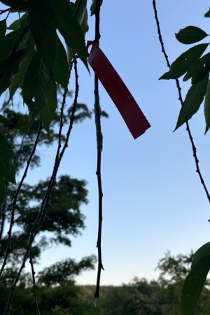 IMG_0565.jpeg