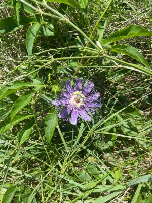 IMG_1806.jpeg