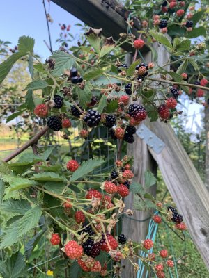 IMG_5489.jpeg