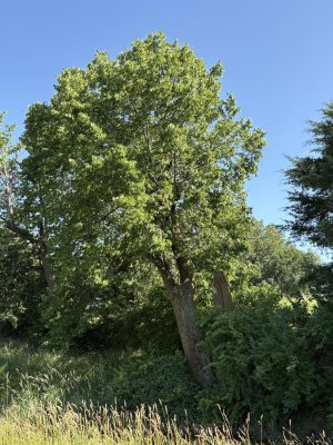IMG_0234.jpeg