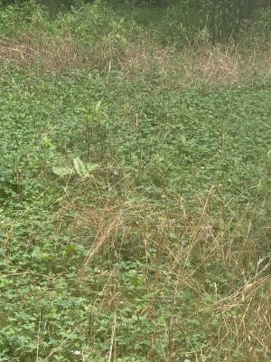 2025-06 clover 2.jpg