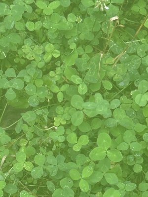 2025-06 clover 1.jpg