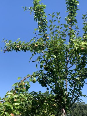IMG_5529.jpeg