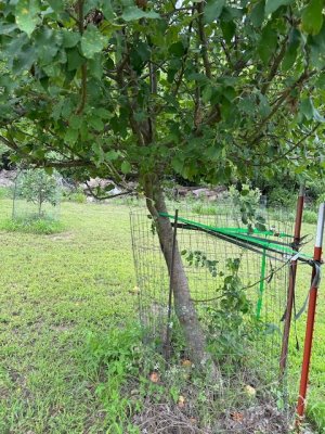 leaning apple.JPG