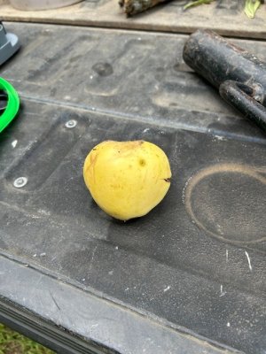 apple.JPG