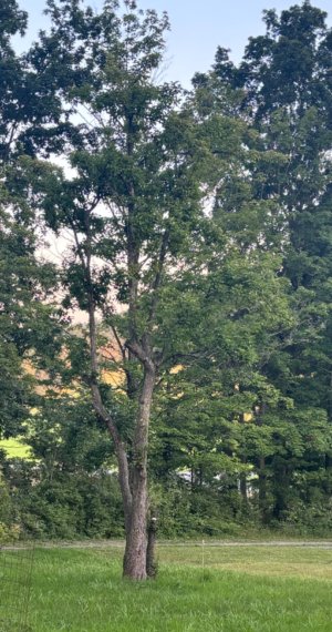 IMG_0677.jpeg