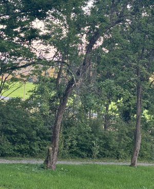 IMG_0678.jpeg