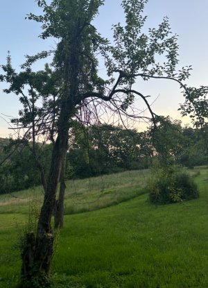 IMG_0681.jpeg