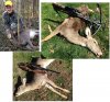 2015 deer.jpg