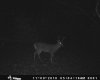 piebald buck 2010.jpg