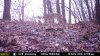 Wolf or Yote.JPG