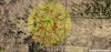 Above MeadowTreestand.jpg