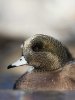 _DSC4425_1.jpg