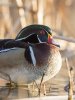 _DSC1159_1.jpg