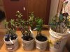 20160418_Apples_001.JPG 20160418_Apples_001.JPG