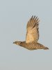 _DSC6926_1.jpg
