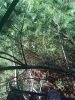 Fox under stand.JPG