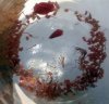 Maypole pollen.jpg