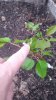 20160519_064609.jpg