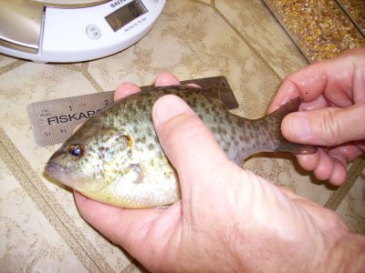 6.5incher.JPG