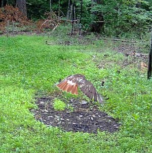 hawk2.JPG
