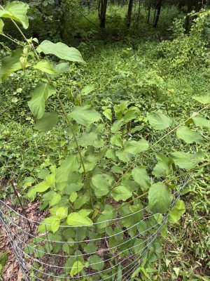 IMG_9291.jpeg