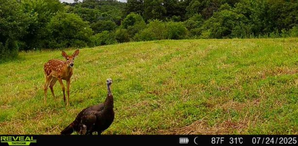 fawnturkey1 - Copy.JPG