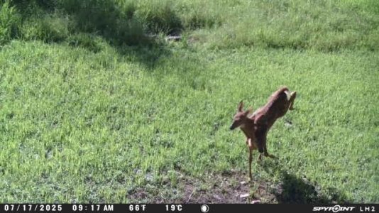2headeddeer.jpg