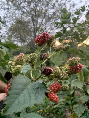 IMG_5618.jpeg