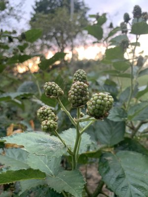 IMG_5619.jpeg