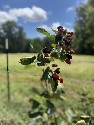 IMG_7844.jpeg