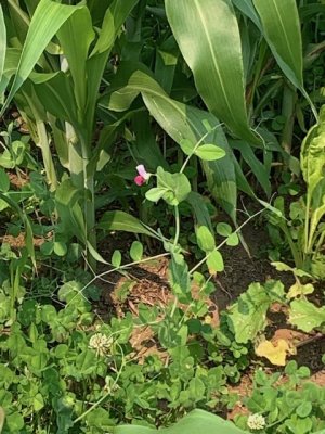 IMG_8037.jpeg