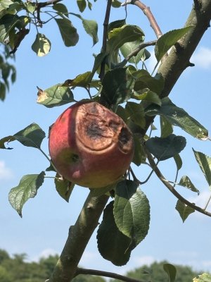 IMG_4996.jpeg