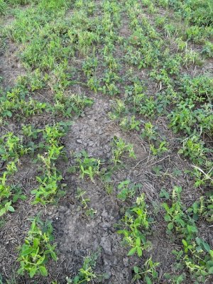 soybeans-1.JPG