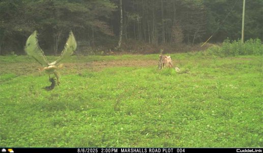 Hawk Rabbit.jpeg