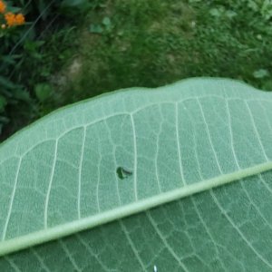 IMG_2243.jpeg