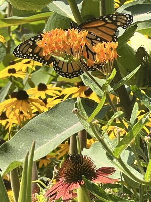 IMG_5866.jpeg