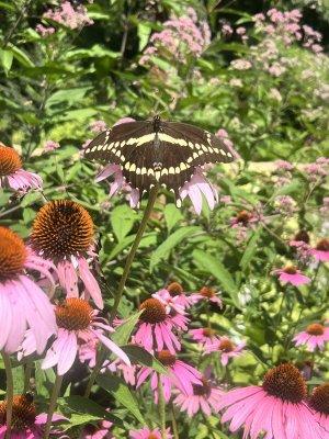 IMG_5826.jpeg