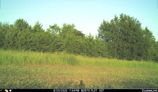 bird on cam 2.jpeg