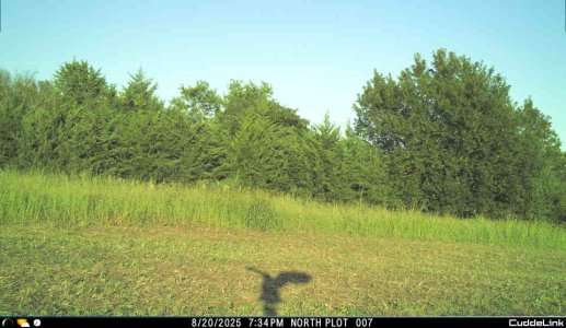 bird on camera.jpeg