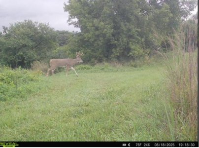 deerUTVresize.jpg