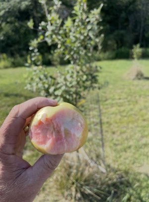 IMG_9678.jpeg