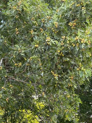 IMG_5830.JPEG