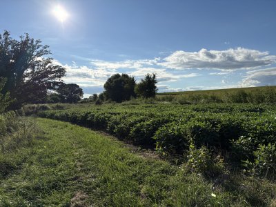 IMG_0905.JPG