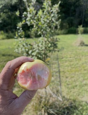 IMG_9720.jpeg