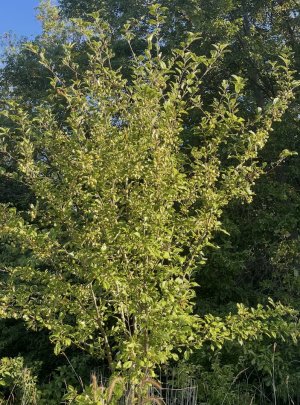 IMG_9714.jpeg