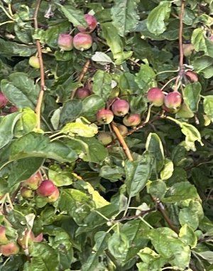IMG_9717.jpeg