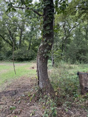 IMG_7294.jpeg